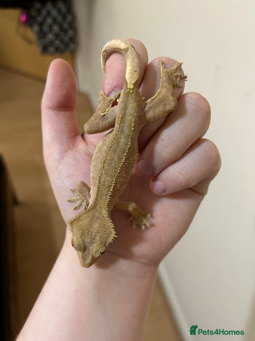 Gecko reptiles for sale: Crested geckos and Leachie gecko - Advert 5