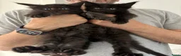 Maine Coon cats for sale: 🐈🐈‍⬛ Russian/European Bloodline Kittens 💕🐱 - Advert 9