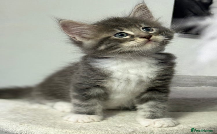 Maine Coon cats - Advert 1