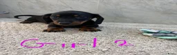 Dachshund dogs for sale: Dachshund puppies ready to go! in Scunthorpe - Advert 4