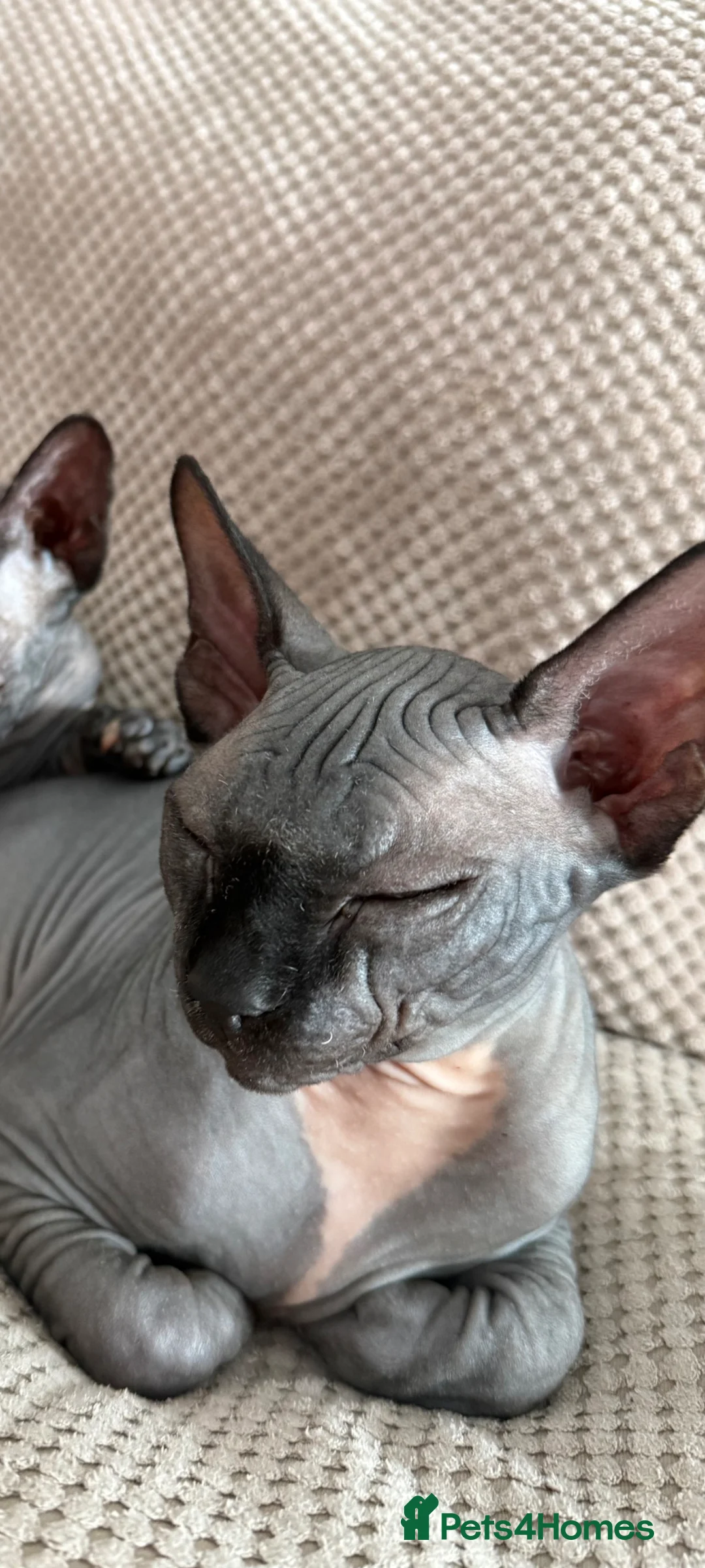 Sphynx cats for sale: Male Sphynx cat  in Blandford Forum - Advert 2