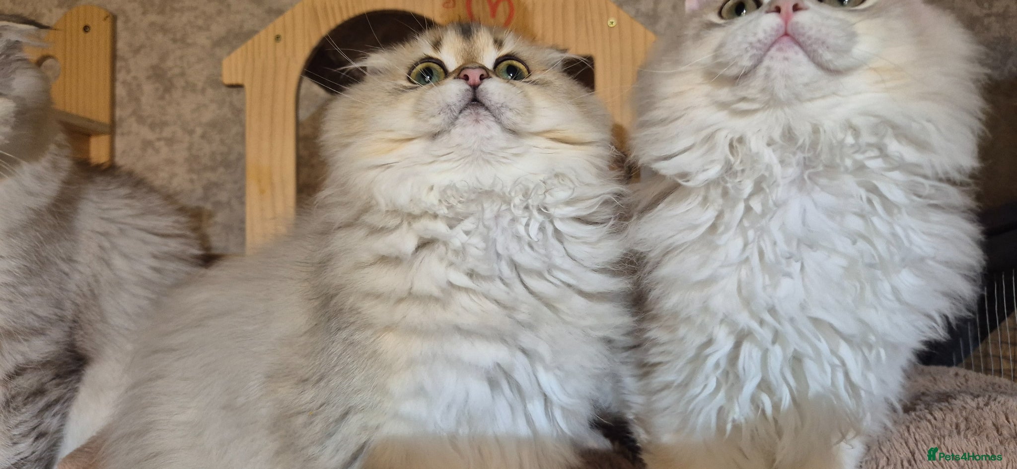 Scottish Fold cats for sale: In your lap Scottish Fold/Straight kittens  - Advert 6