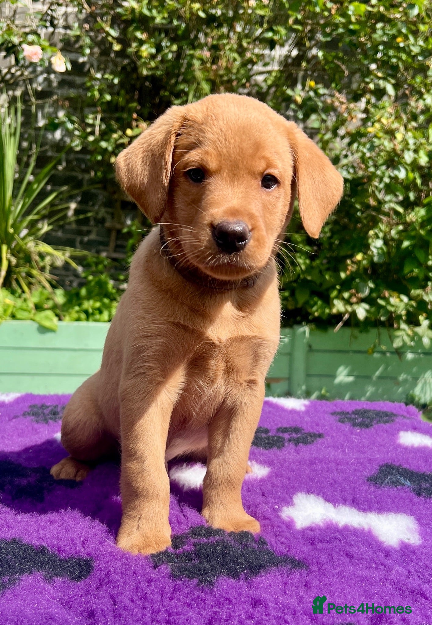 Labrador Retriever dogs kC reg fox red labs FTCH sired - Advert 1