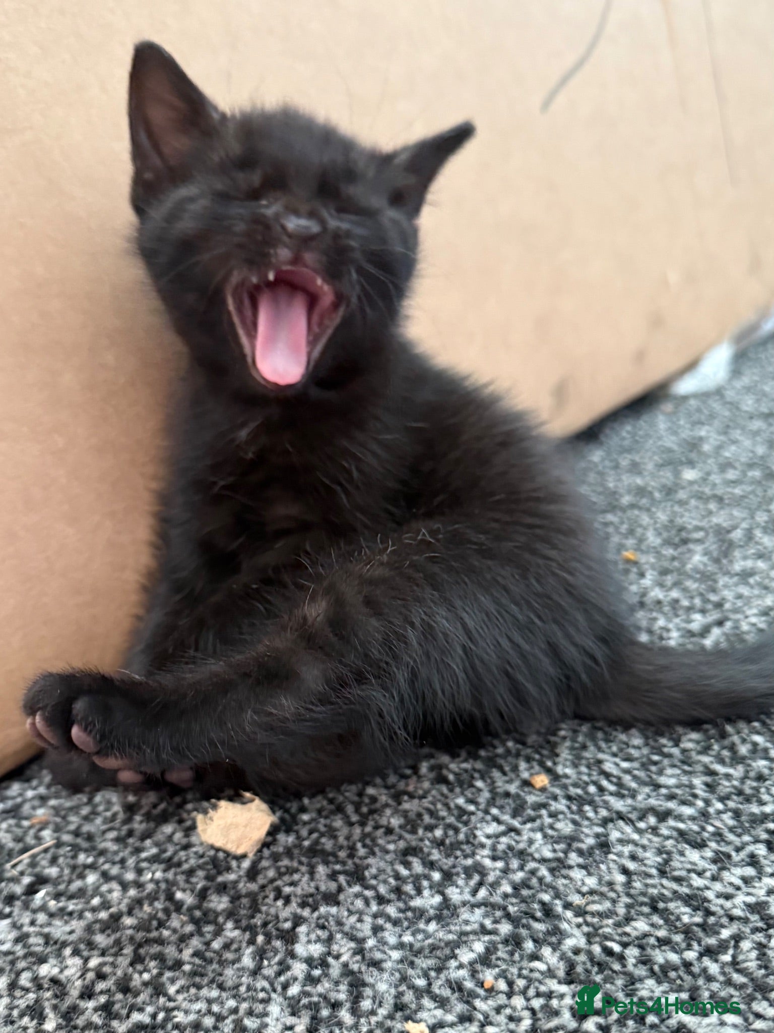 Bombay cats Beautiful Bombay x BSH Tuxedo Kittens - Advert 6