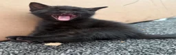 Bombay cats for sale: Beautiful Bombay x BSH Tuxedo Kittens in Bury - Advert 8