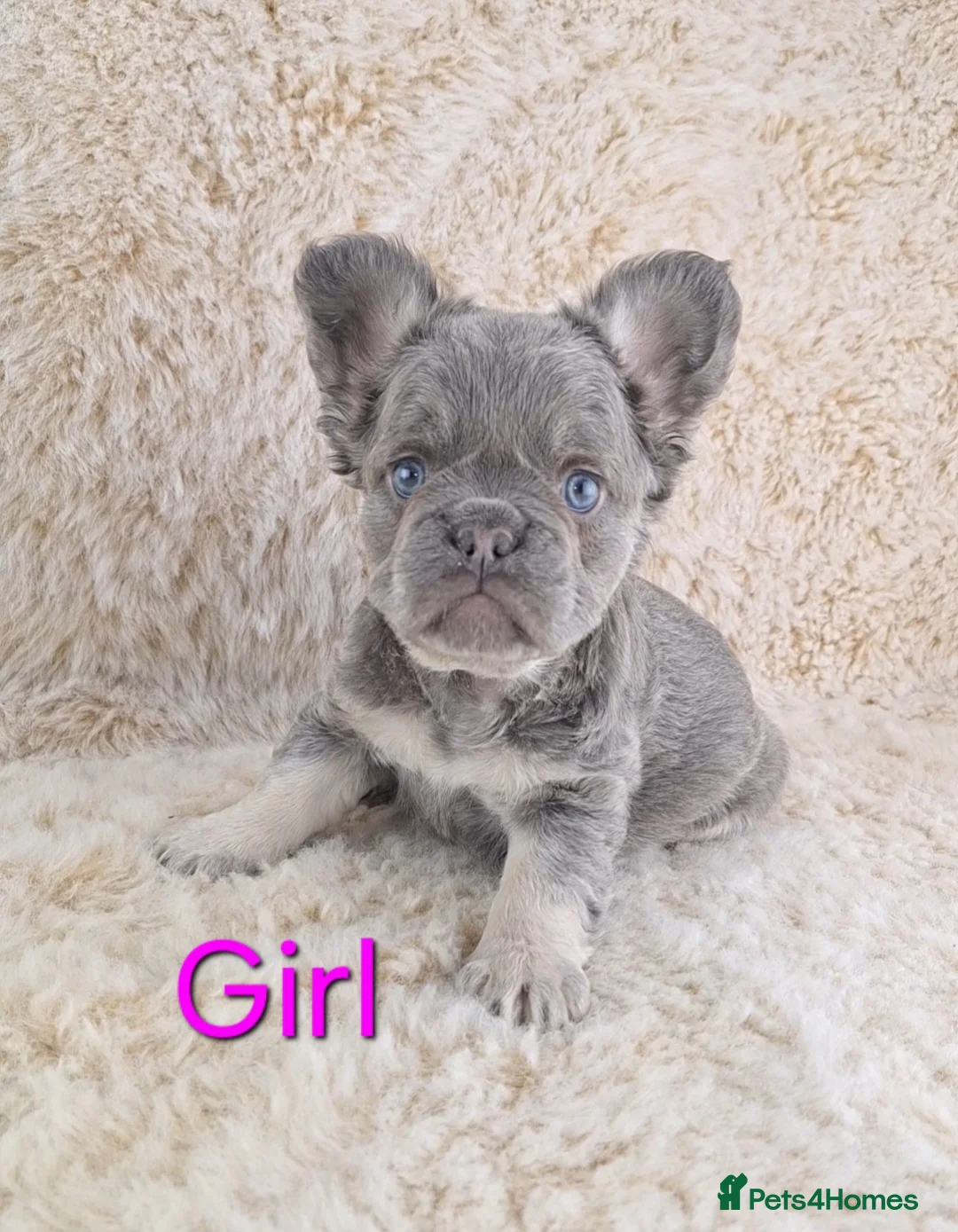 French Bulldog dogs for sale: Fluffy Lilac And Tan French Bulldogs  - Advert 2