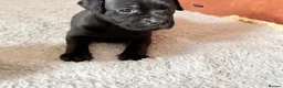 Staffordshire Bull Terrier dogs for sale: Staffordshire bull terrier puppy’s  - Advert 8