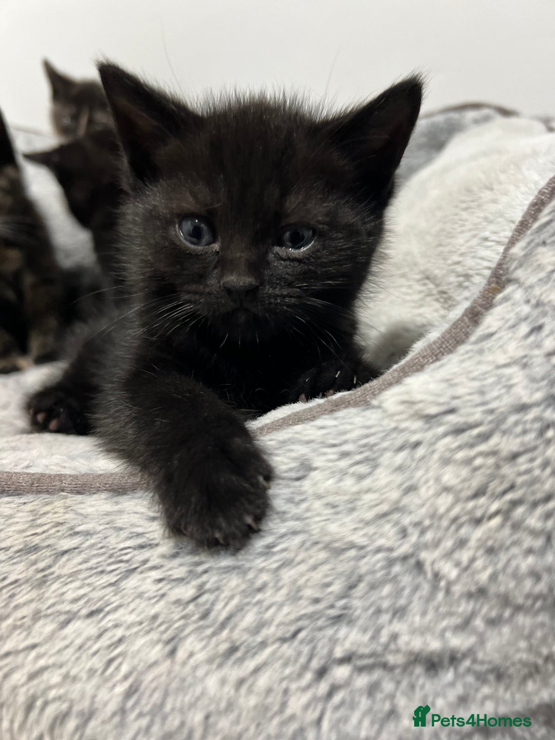 Ragdoll cats for sale: URGENT Ragdoll kittens x4 ready this week - Image 10