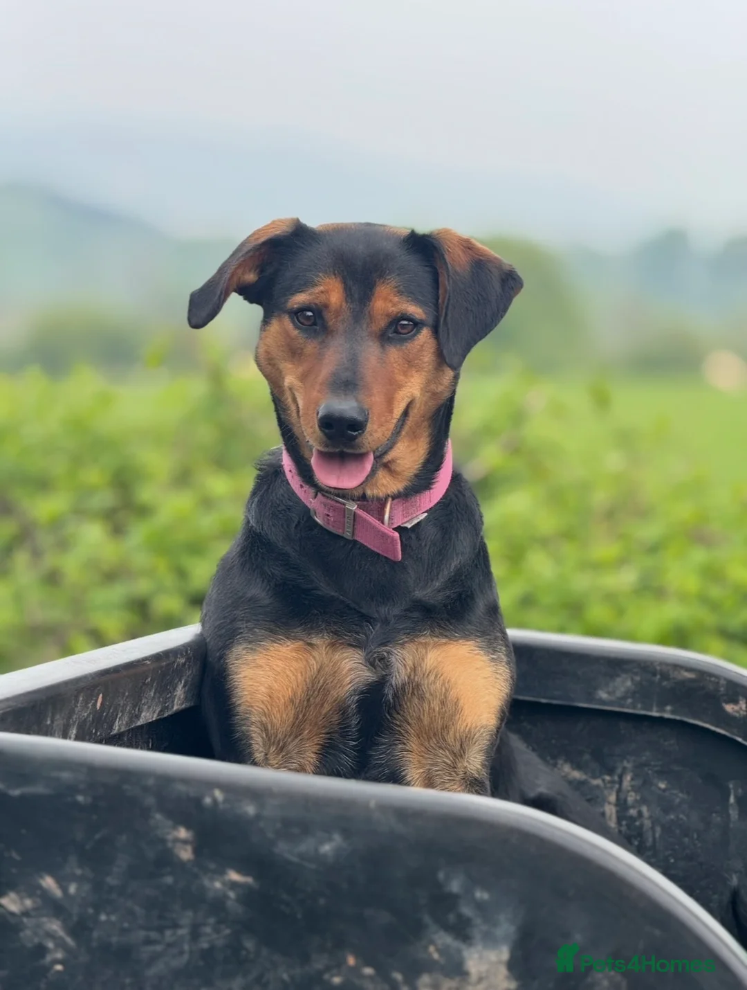 Huntaway dogs for sale: Huntaway Puppies For Sale   - Advert 6