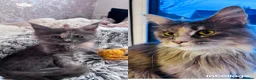 Maine Coon cats for sale: Beautiful Blue Tortie Tabby Maine Coon Female - Advert 1
