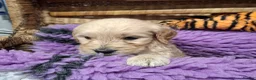 Goldendoodle dogs for sale: F1 Goldendoodle's - Advert 24