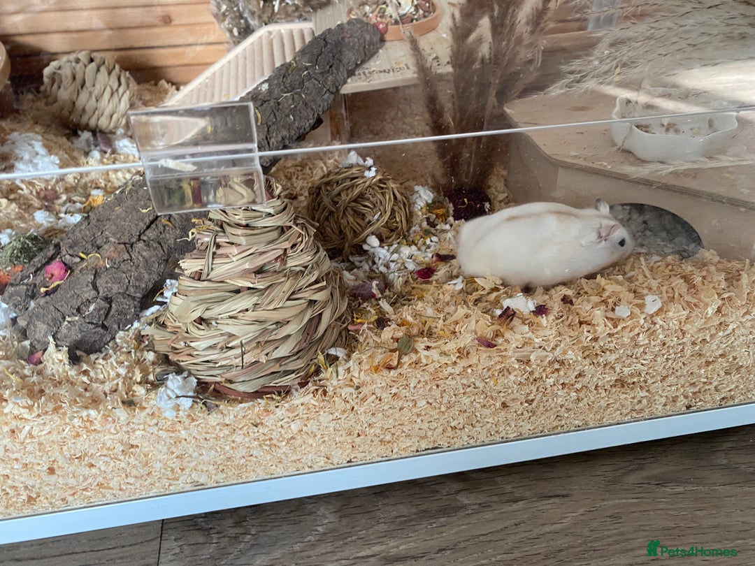 Hamster rodents for sale: Very friendly Russian hamster  - Advert 8