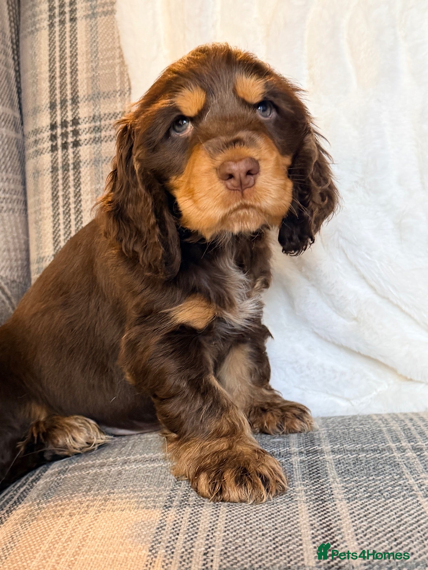 Cocker Spaniel dogs for sale: Show Type, KC Reg, health tested chocolate boy - Advert 1
