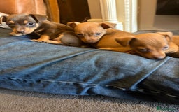 Jack Russell dogs for sale: Beautiful miniature jack russell puppies  - Image 17