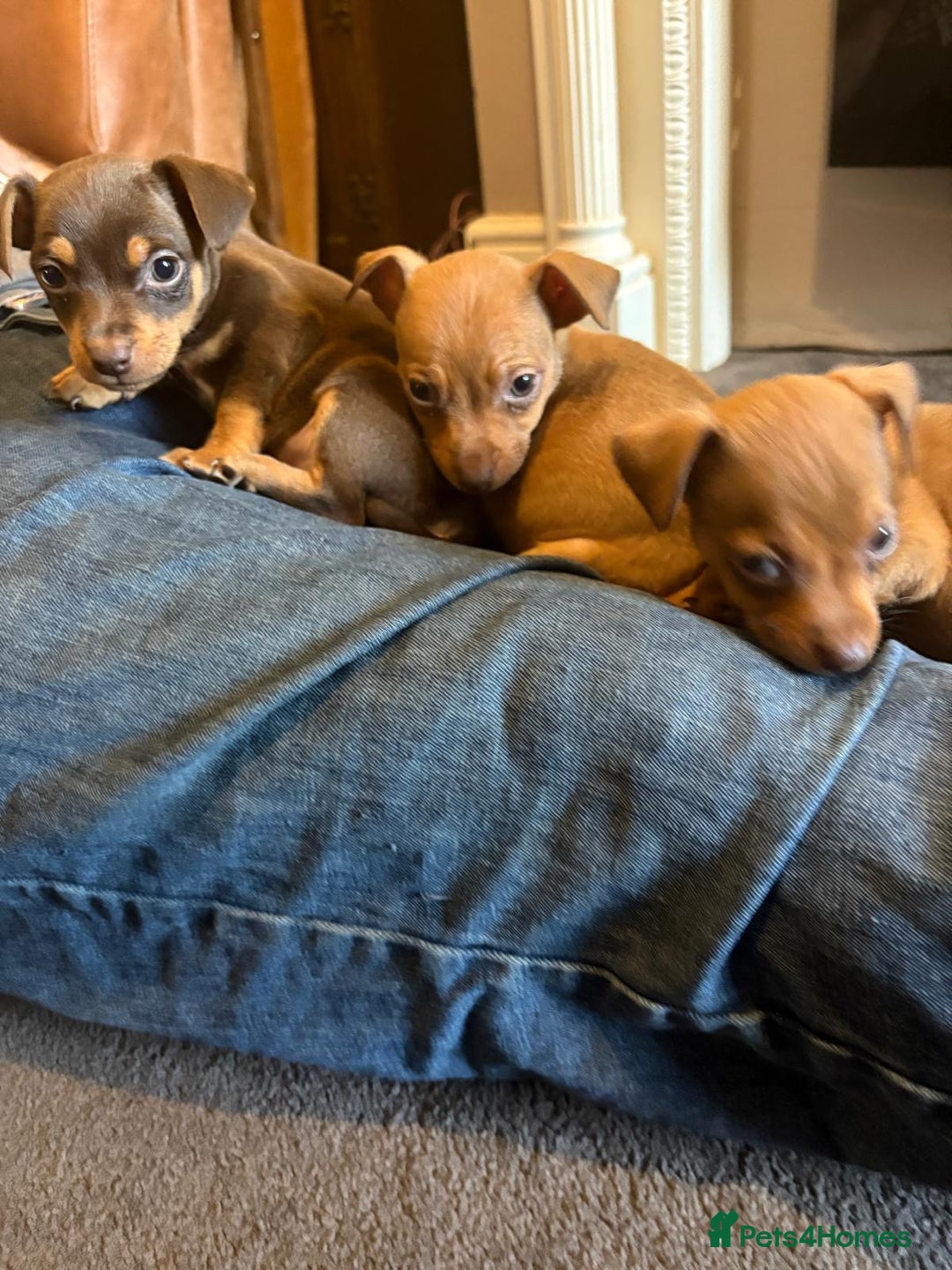Jack Russell dogs for sale: Beautiful miniature jack russell puppies  - Image 17