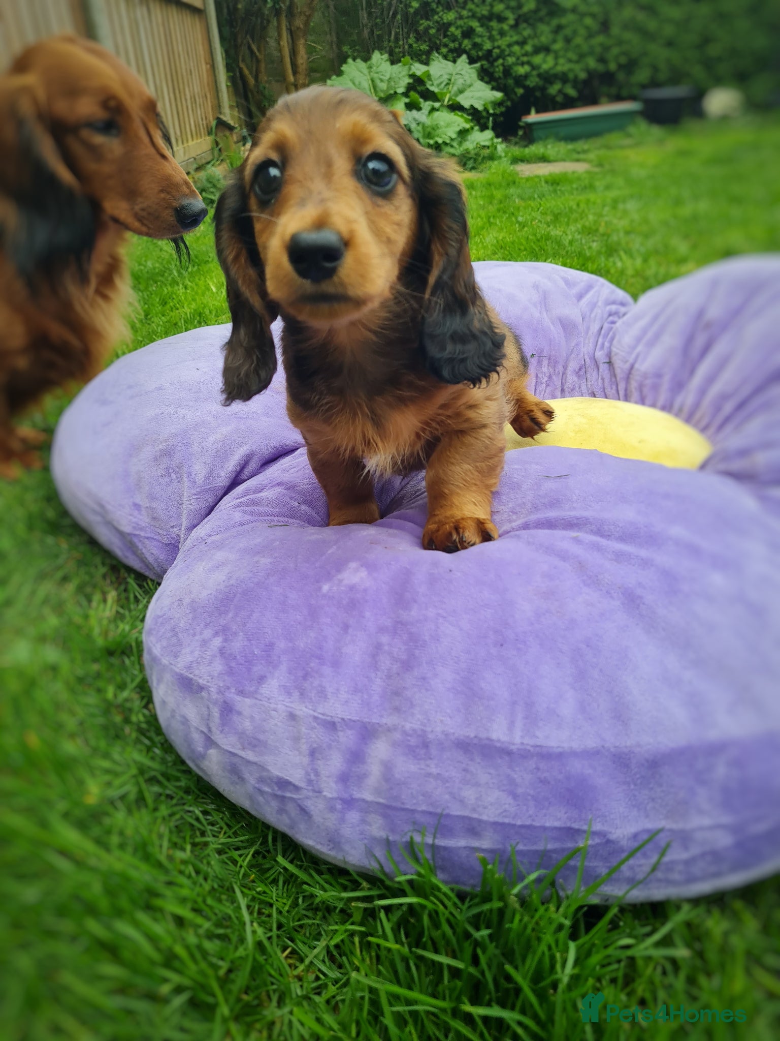 Miniature Dachshund dogs Ready to leave now.Pra clear,CHAMPION BLOODLINES - Advert 1