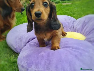 Miniature Dachshund dogs Ready to leave now.Pra clear,CHAMPION BLOODLINES - Advert 1