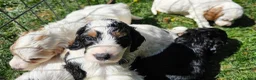 Cockapoo dogs for sale: Amazing Roan and Tri Colored F1 Cockapoos - Advert 3