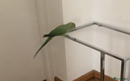 Ringnecks birds for sale: Indian ringneck for sale - Image 2