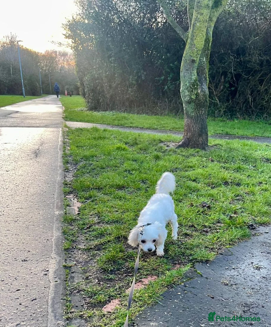 Maltese dogs for sale: Adorable 3.5 years old girl  - Advert 2