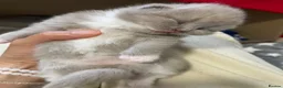 Scottish Fold cats for sale: 3 Scottish Fold kittens  - Advert 3