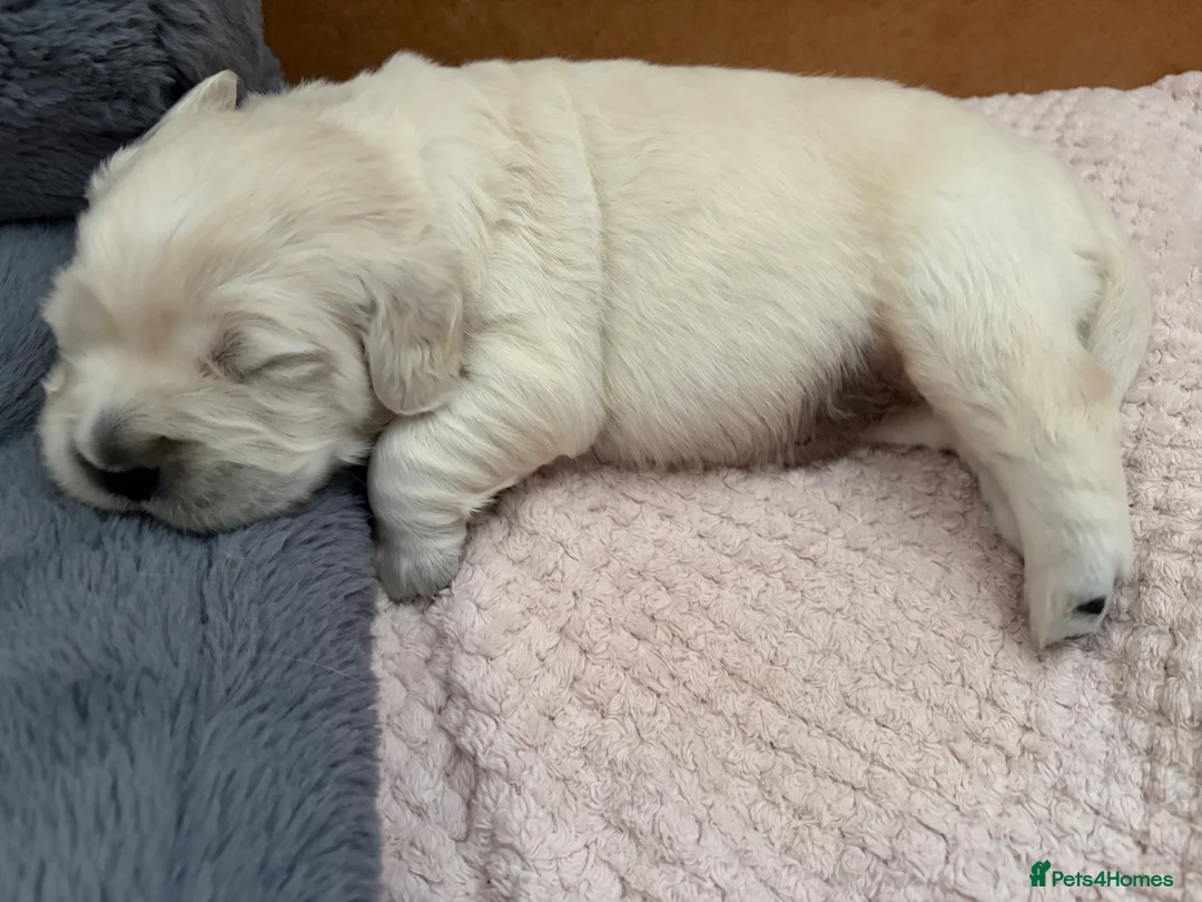 Golden Retriever dogs for sale: 2 male golden retrievers  - Advert 11