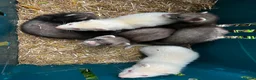 Ferret rodents for sale: Ferret kits  in Belper - Advert 2