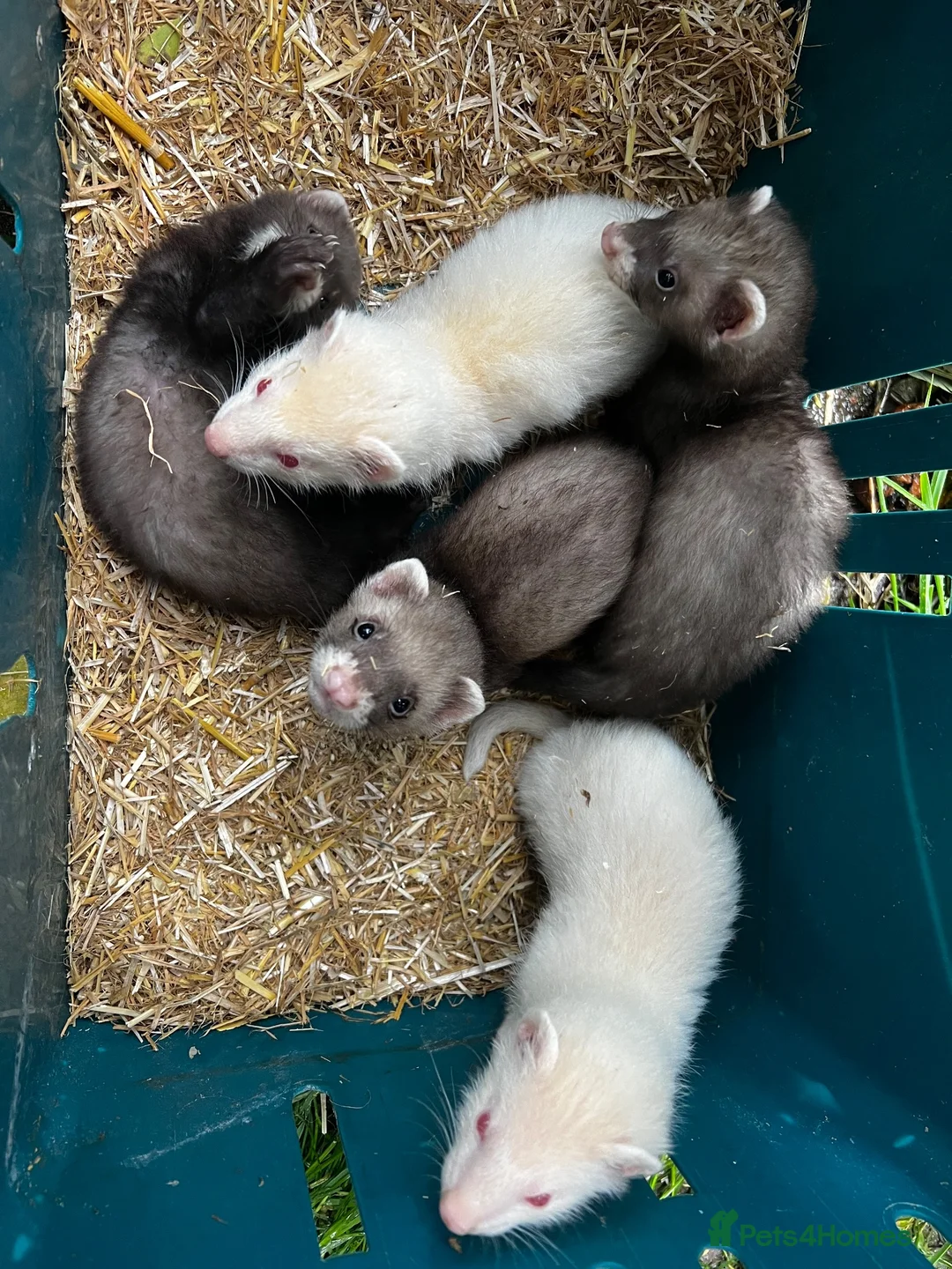 Ferret rodents for sale: Ferret kits  in Belper - Advert 2