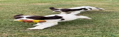 English Springer Spaniel 7