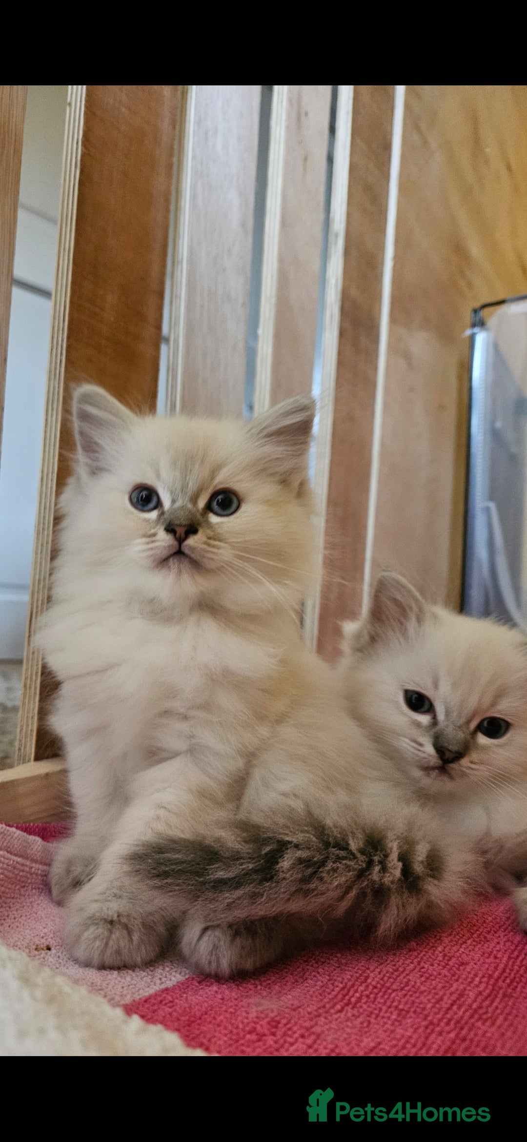 Ragdoll cats for sale: Tica registered Grand Champion Ragdoll kittens  - Image 15
