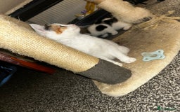 Mixed Breed cats for sale: 4 beautiful mixed breed kittens, ready to leave. - Image 12