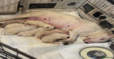 English Bull Terrier dogs - Advert 7