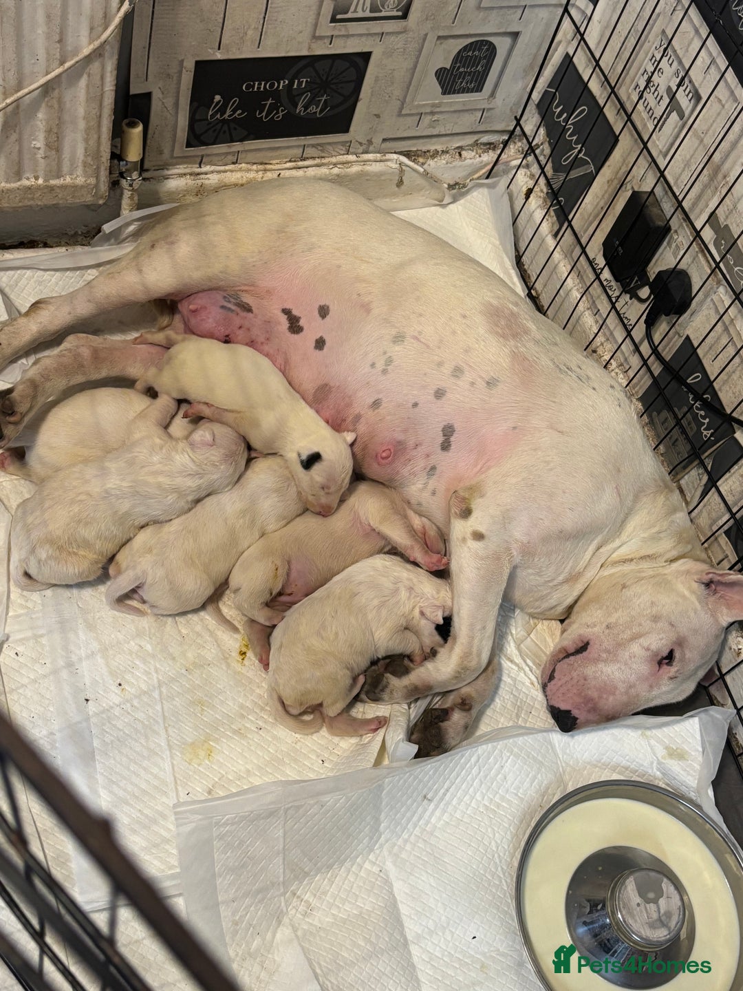 English Bull Terrier dogs for sale: Champion Bloodline English Bull Terrier Puppies  - Image 3