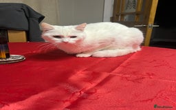 British Longhair cats for sale: White cat  for 20 pounds  - Image 3