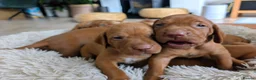 Hungarian Vizsla dogs for sale: **KC REGISTERED PUPPIES *Import Lines & Low COI** in Newark - Advert 5