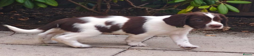 English Springer Spaniel Puppy 3