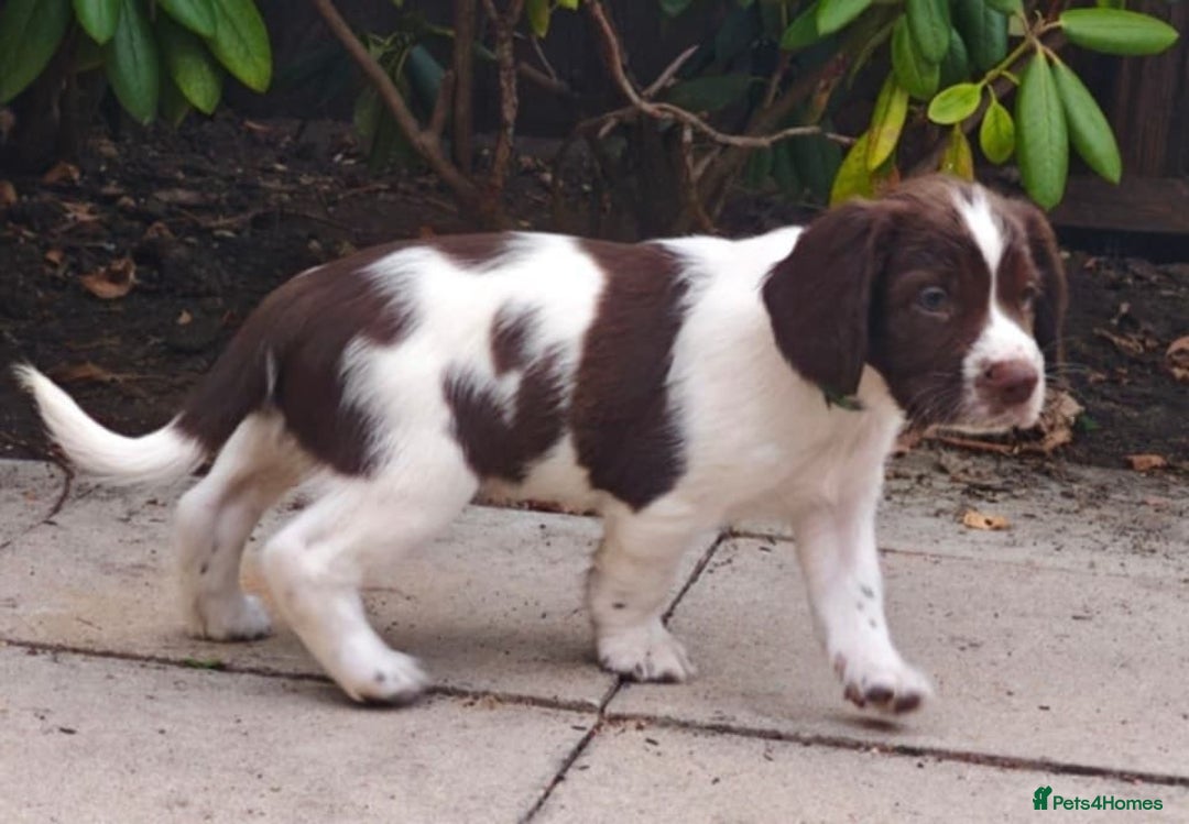 English Springer Spaniel dogs for sale: 🐾Beautiful KC Registered ES Spaniel Puppies🐾 - Image 34