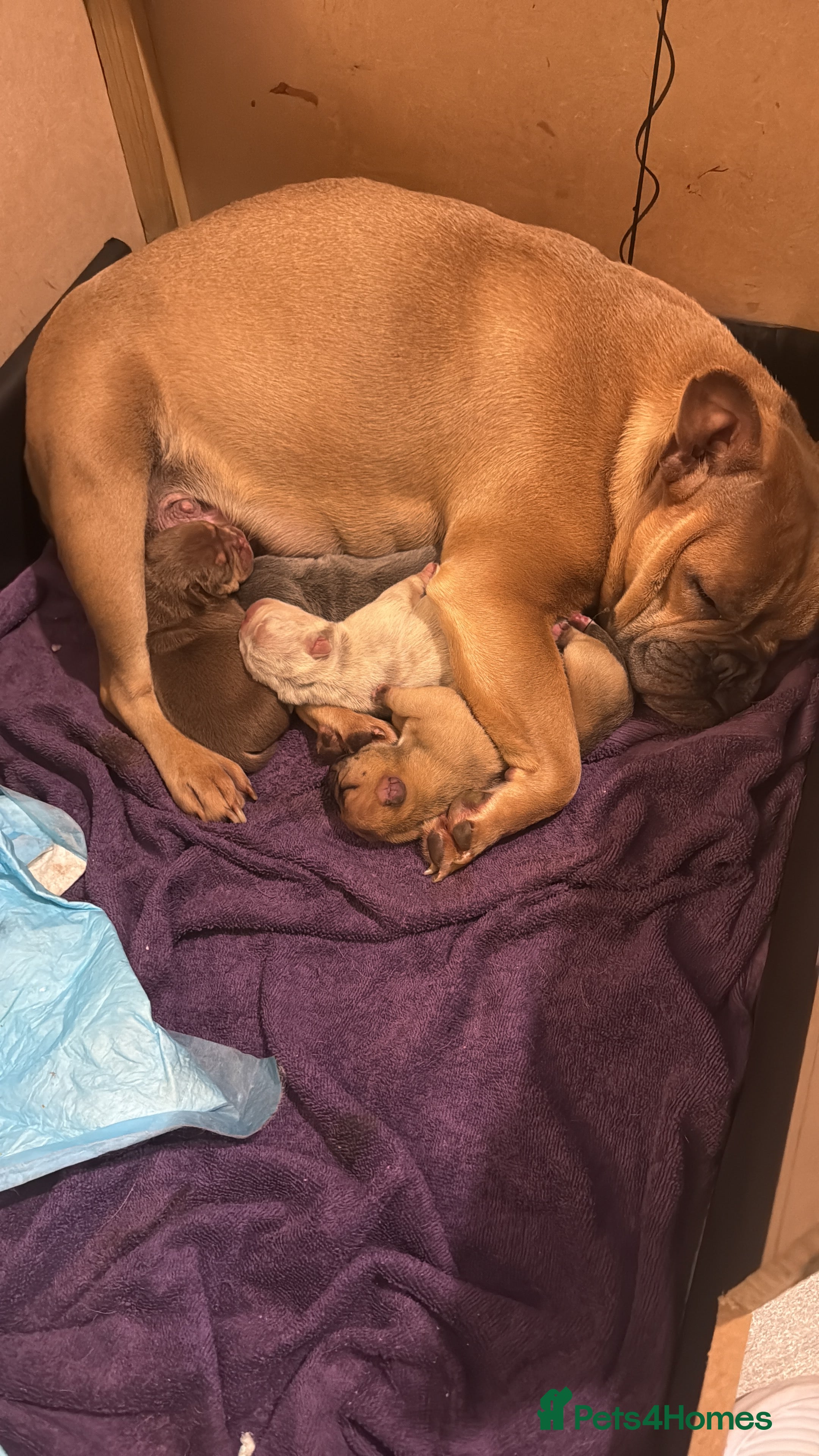 Mixed Breed dogs 3 girls 1 boy pup for sale - Advert 8