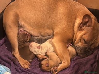 Mixed Breed dogs for sale - Advert 1