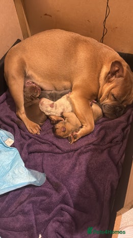 Mixed Breed dogs - Advert 1