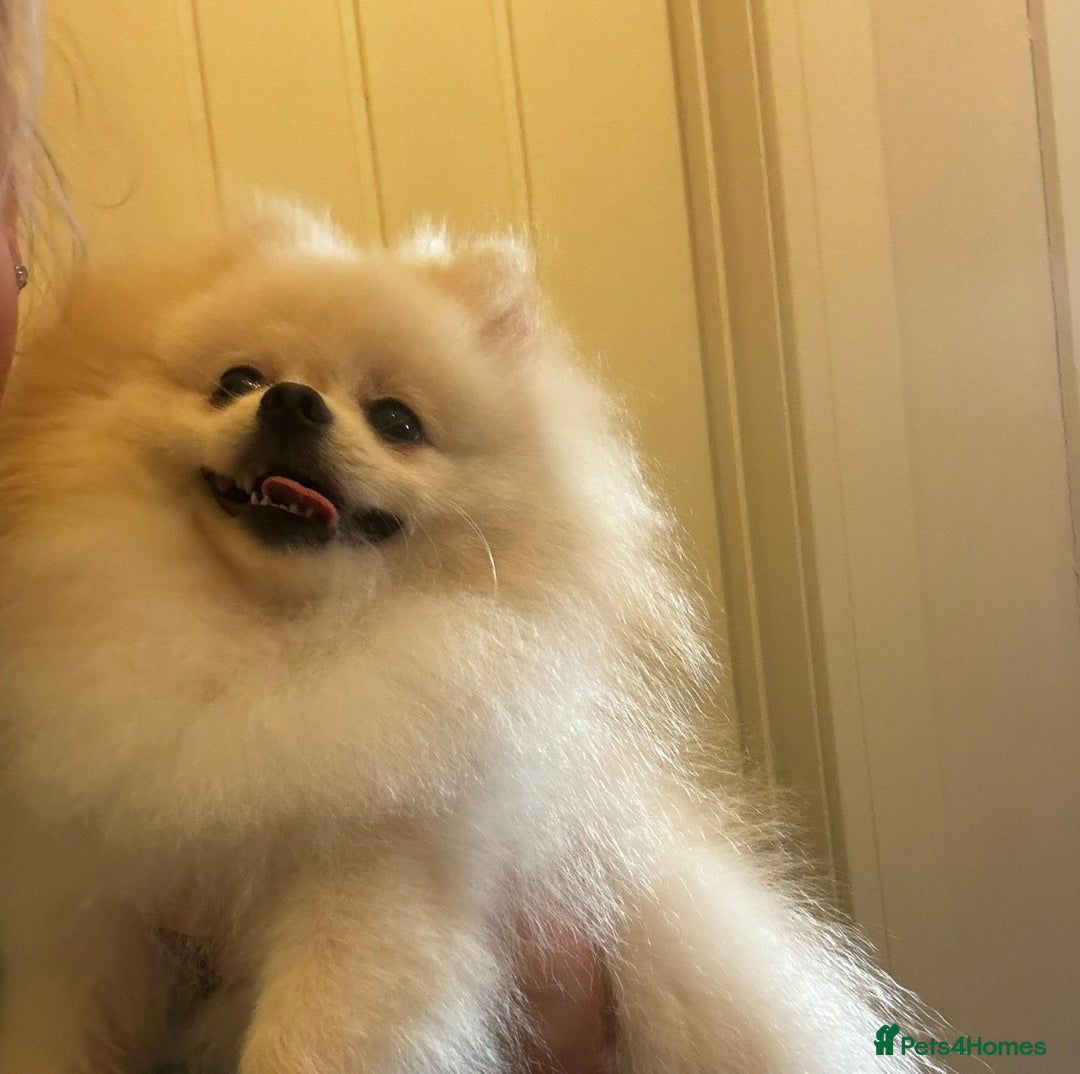 Pomeranian dogs for stud: Fendi - Image 2