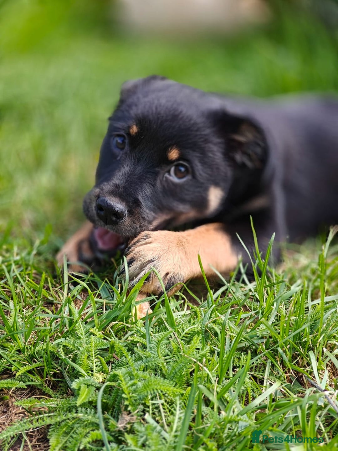 Mixed Breed dogs for adoption: 🐶💖 MATILDA 💖🐶 - Image 10