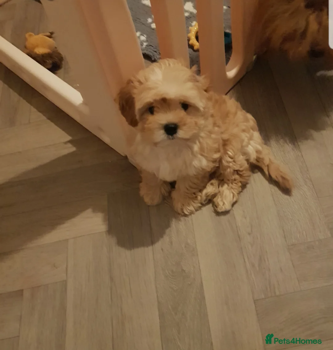 Maltipoo dogs for sale: Gorgeous maltipoo boy half Korean  - Advert 2