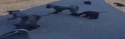 Kerry Blue Terrier dogs for sale: Kc kerry blue terrier puppies - Advert 6