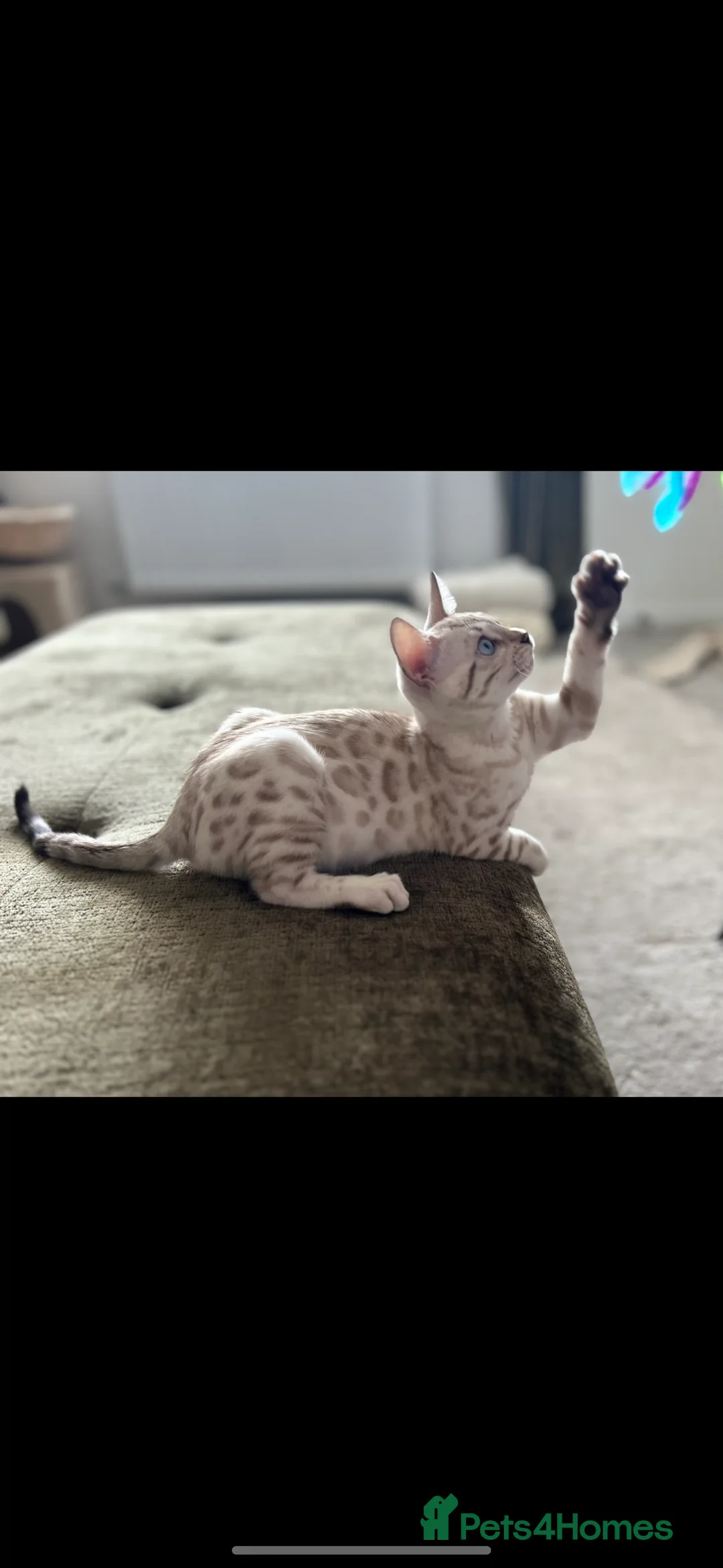Bengal cats for sale: bengal snow lynx age 2 - Advert 2