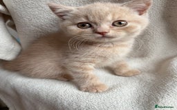 British Shorthair cats for sale: Registered British Shorthair Kittens ❤️  - Image 2