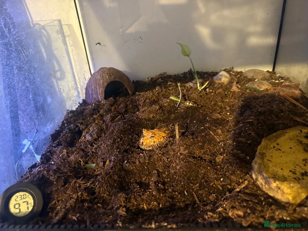 Frog reptiles for sale: Pacman Frog - Advert 3