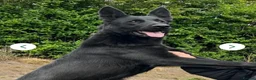 German Shepherd dogs for sale: Male Working Line KC registered German Shepherd in Mold - Advert 4