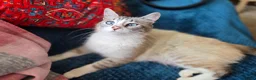 Mixed Breed cats for sale: Adorable Kittens Looking for Loving Homes  - Advert 9