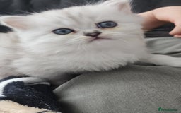 Persian cats for sale: Persian kittens for sale - Image 22